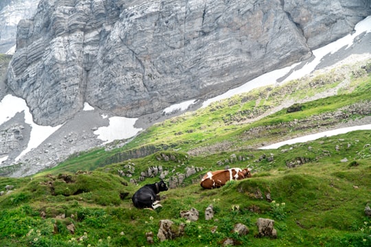 two black and brown cow on grass field in Säntis Switzerland