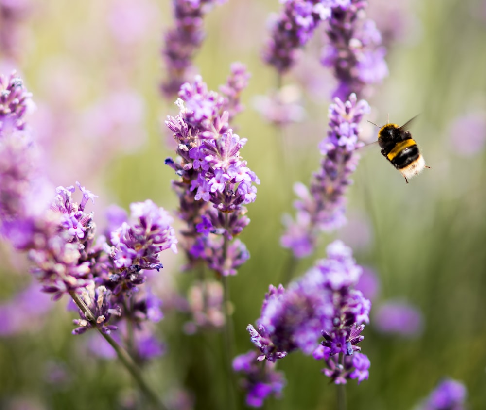 shallow focus photography of purple flowers