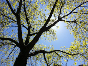 A vibrant, colorful illustration of diverse university majors and career paths branching out like a tree.