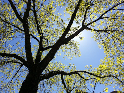 A vibrant, colorful illustration of diverse university majors and career paths branching out like a tree.