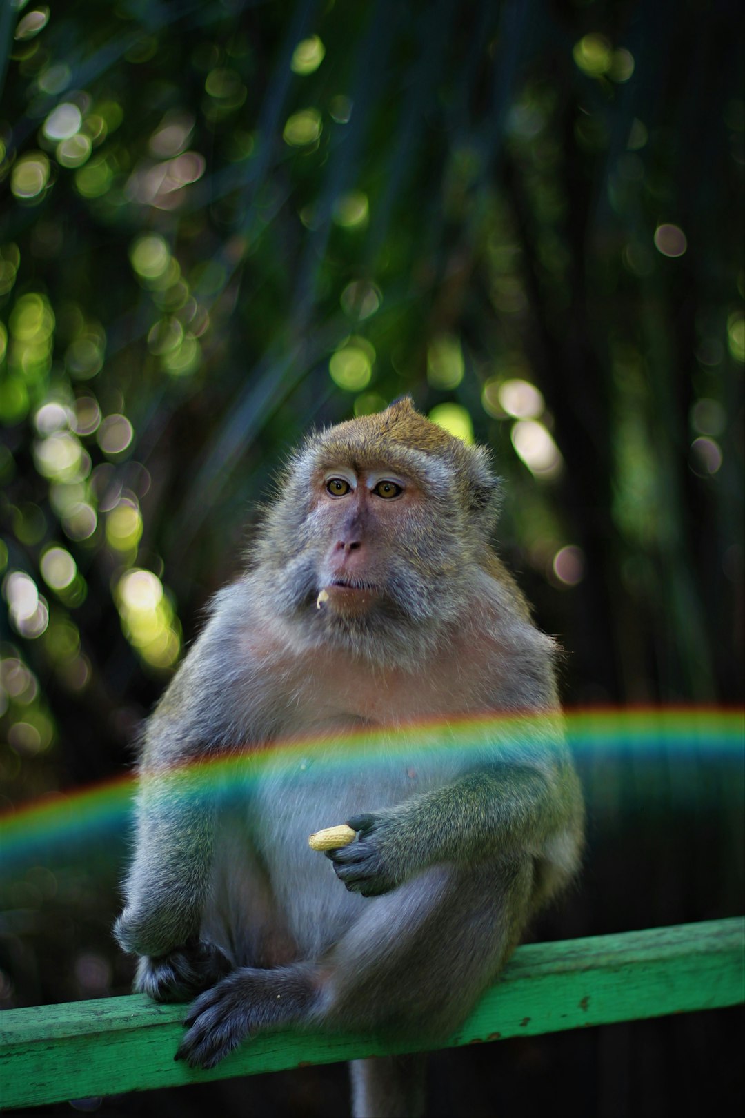 brown monkey sitting on wood