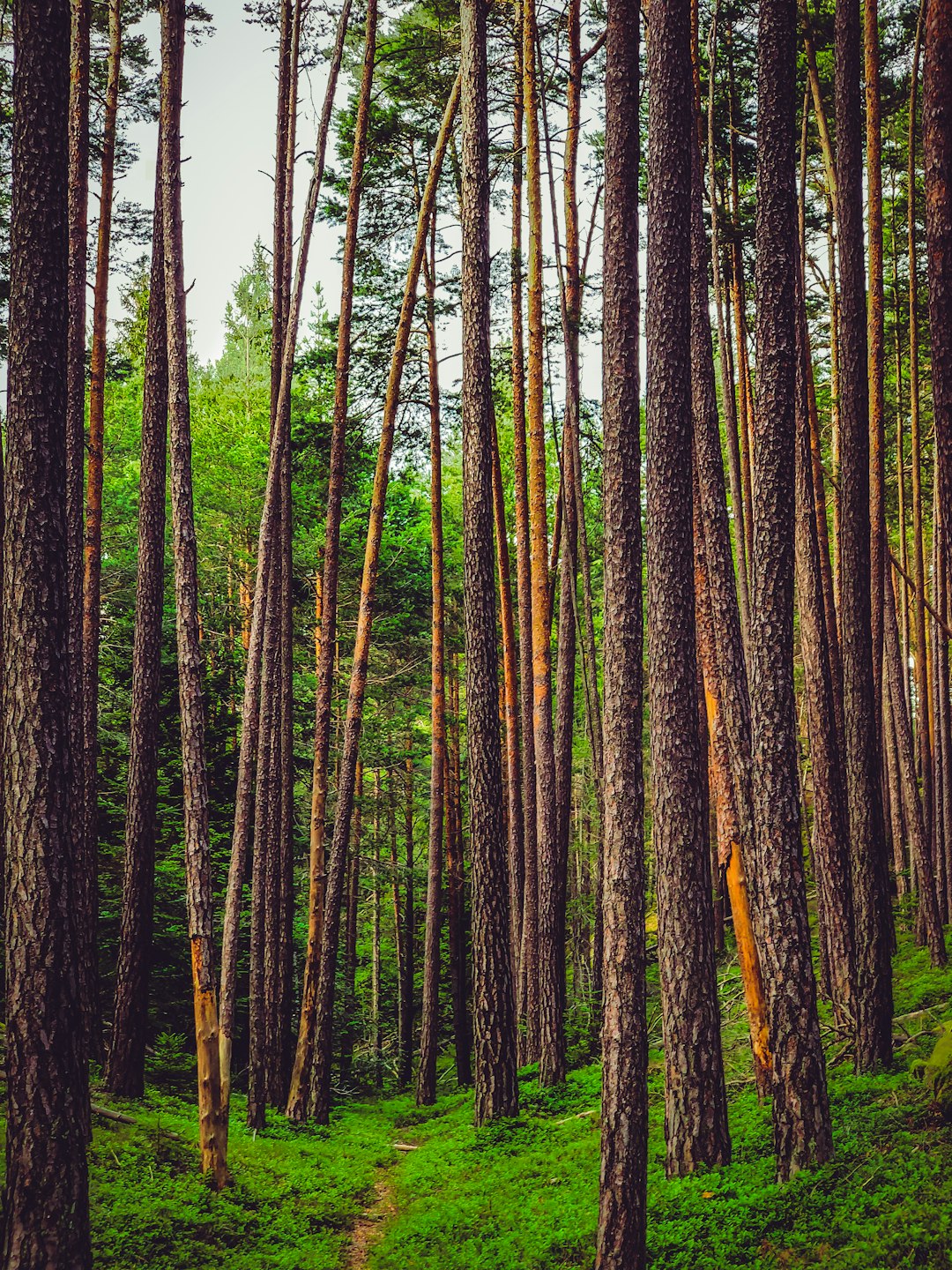 Forest photo spot Laranz Lago di Braies