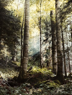 tree trunk