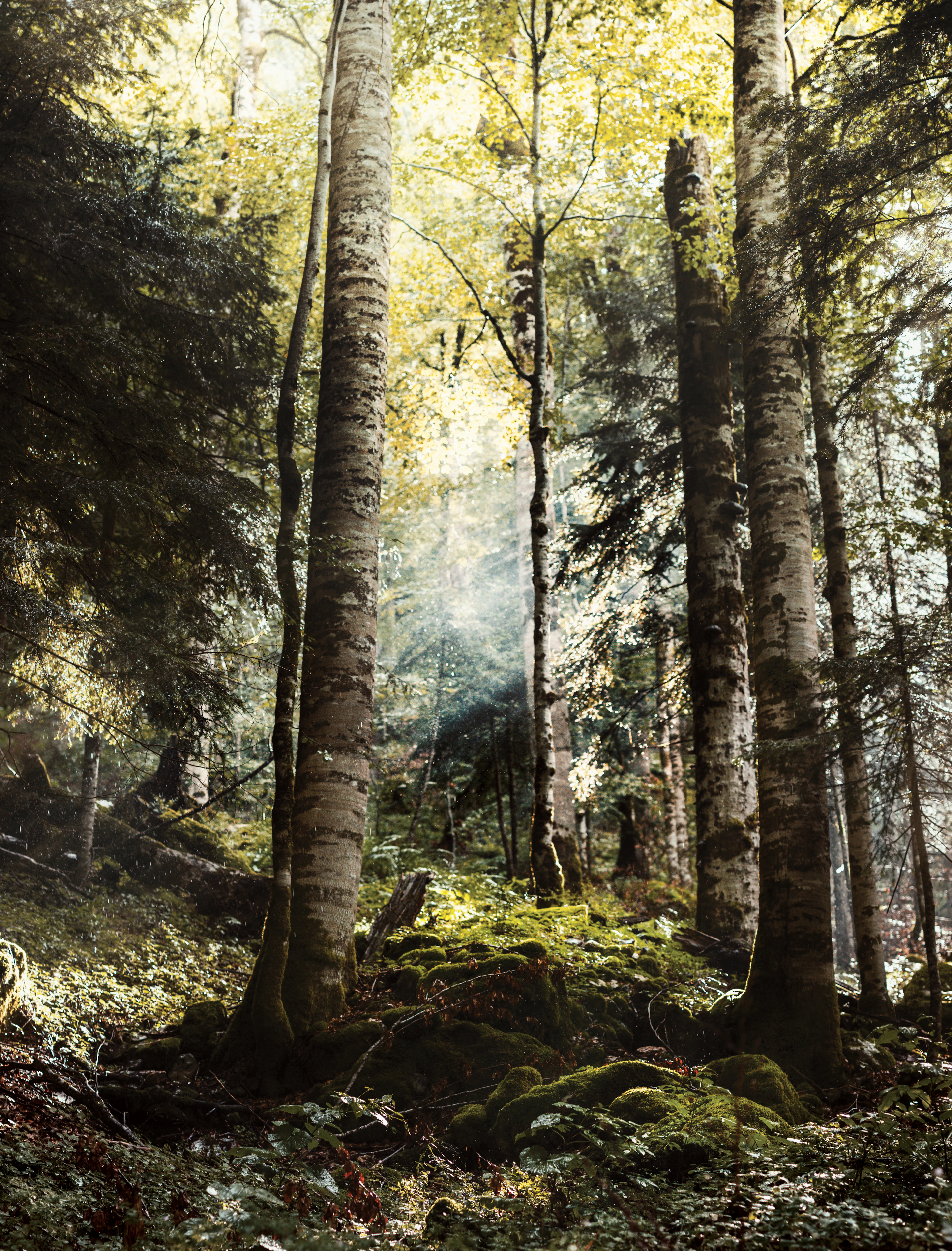 Sunlight between tall trunks in the old-growth forest by Lake Biograd