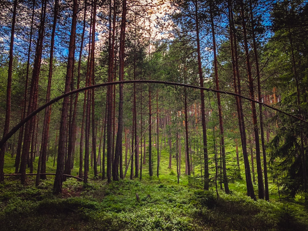 photo of forest with trees