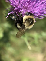 Close-up of a honeybee collecting nectar from a vibrant purple flower.