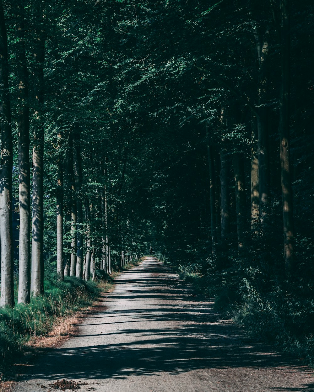 landscape photography of pathway surrounded bu green trees