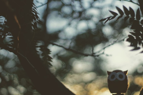 A softly focused image featuring tree branches and leaves silhouetted against a blurred background. A stylized owl figure is perched among the branches, adding a whimsical element. The lighting suggests a sunset or sunrise, creating a peaceful and contemplative atmosphere.
