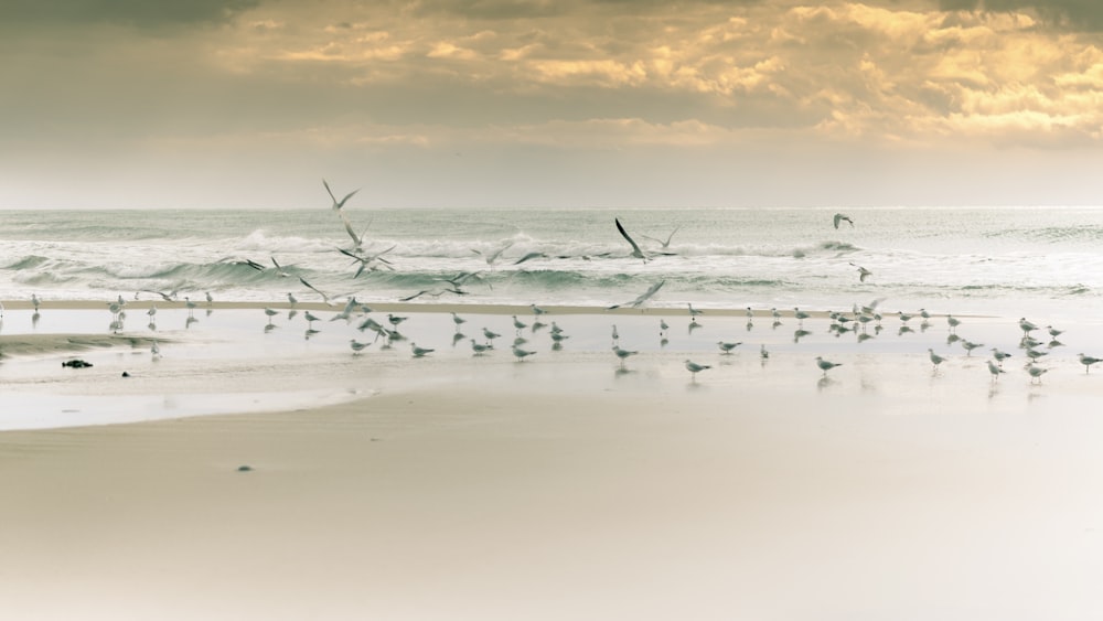 flock of birds on shore