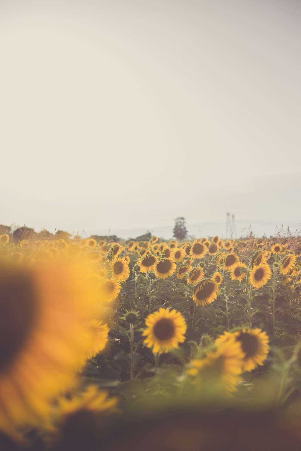 Sunflower meadow