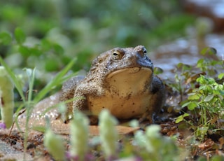 closeup photo of brown frog