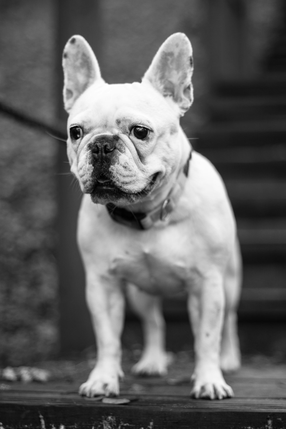 grayscale photography of adult French bulldog looking at direction