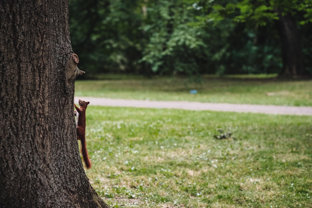 close-up photo of tree trunk in front of pathway