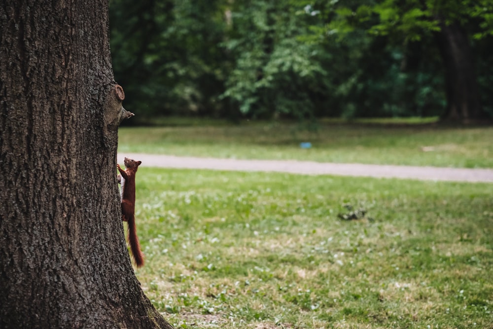 close-up photo of tree trunk in front of pathway