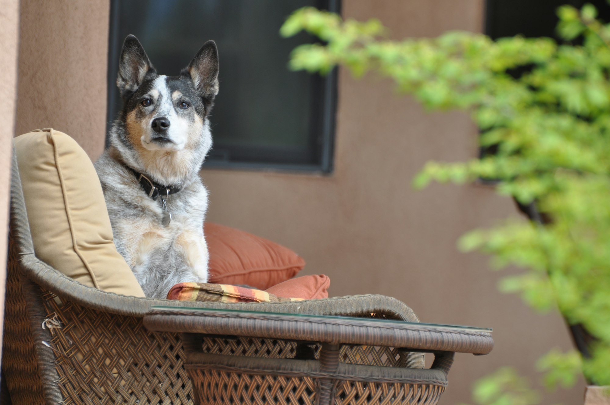 short-coated white, black, and brown Australian Cattle dog beside throw pillows