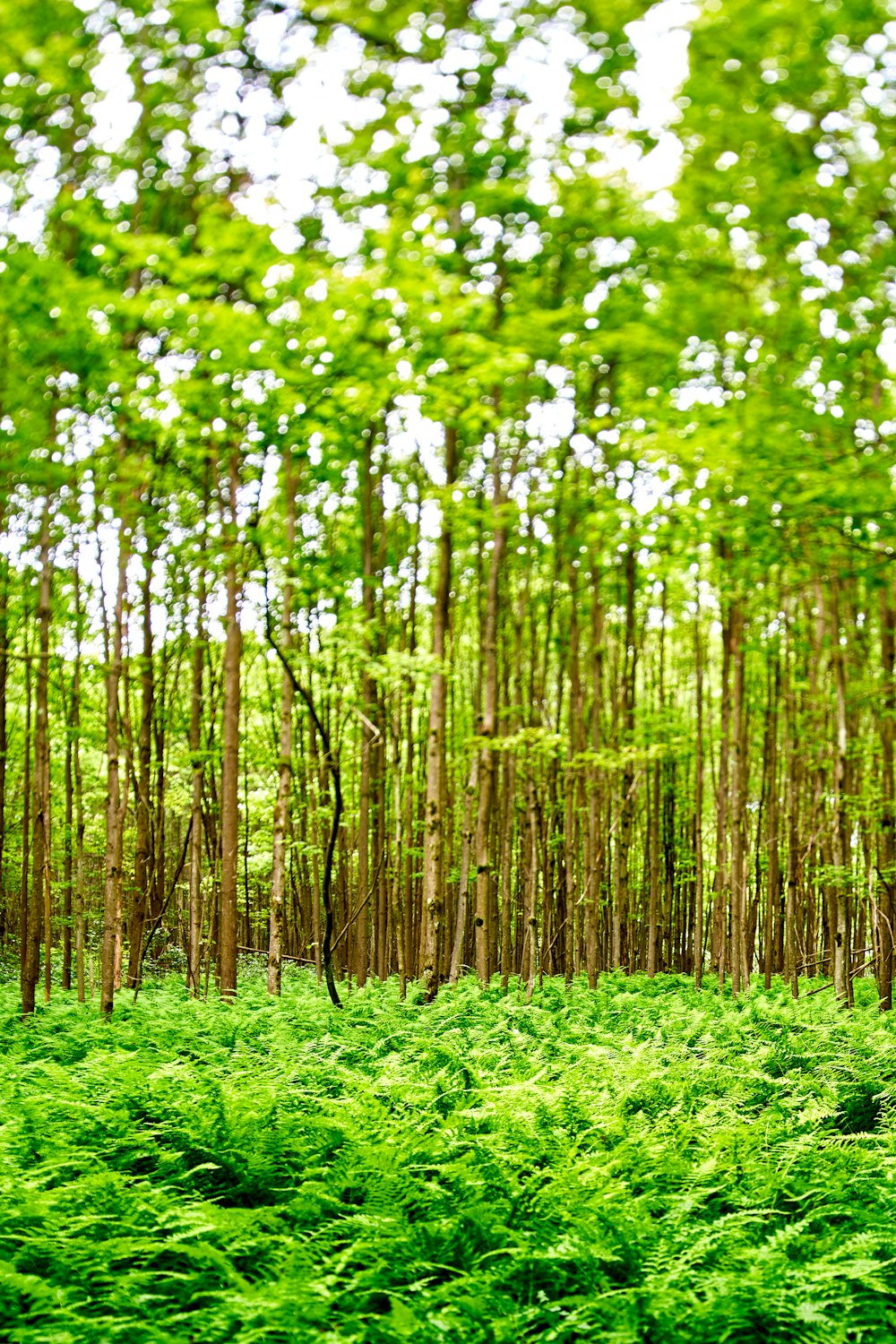 green trees during daytime