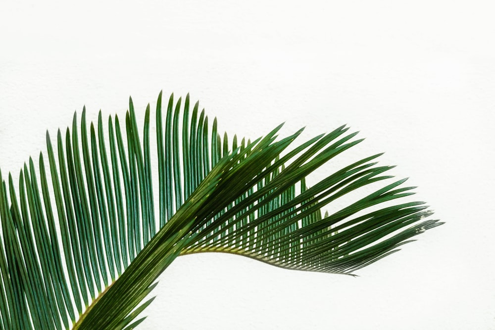 Folha de coqueiro verde durante o dia