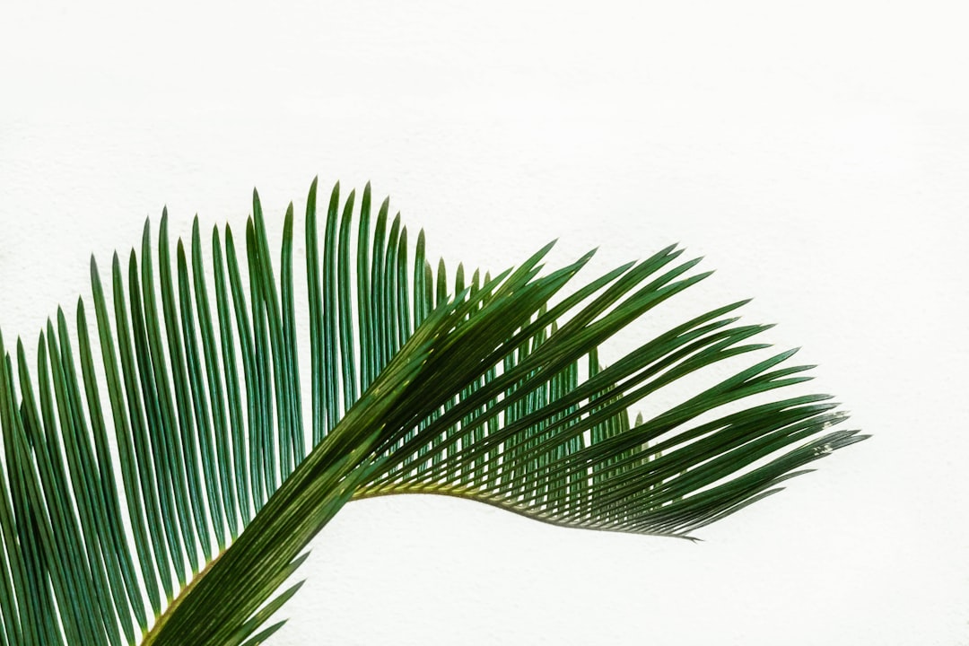 mint, leaf damage, green coconut tree leaf at daytime