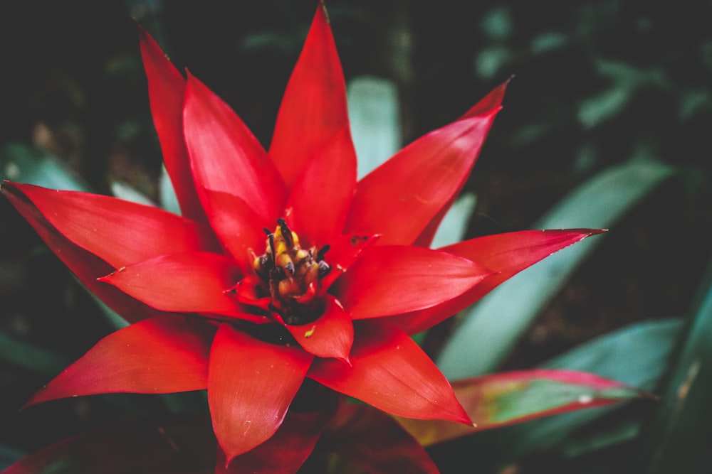 Photographie à mise au point peu profonde de fleur rouge