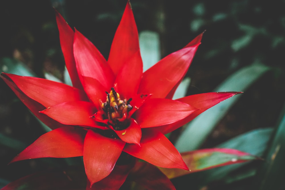 Fotografía de enfoque superficial de flor roja
