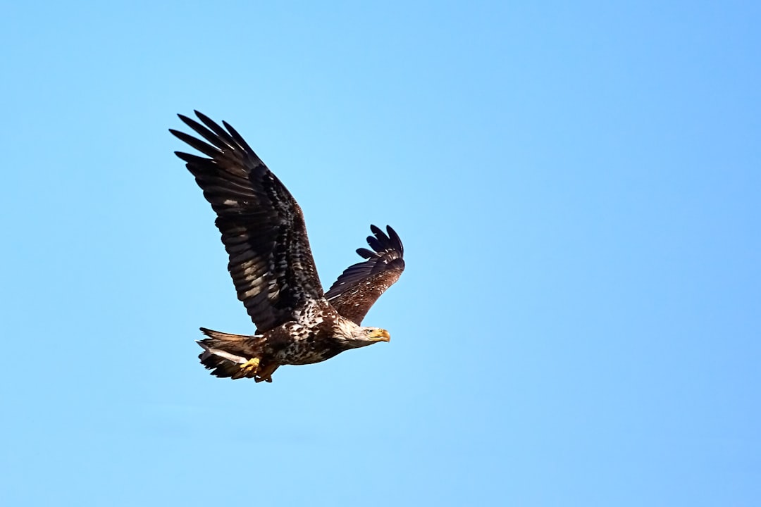 While the bald eagle is usually dark and a clean white head, they are born much more spotted and sometimes its hard for me to tell when they are a young bald eagle and not another hawk.