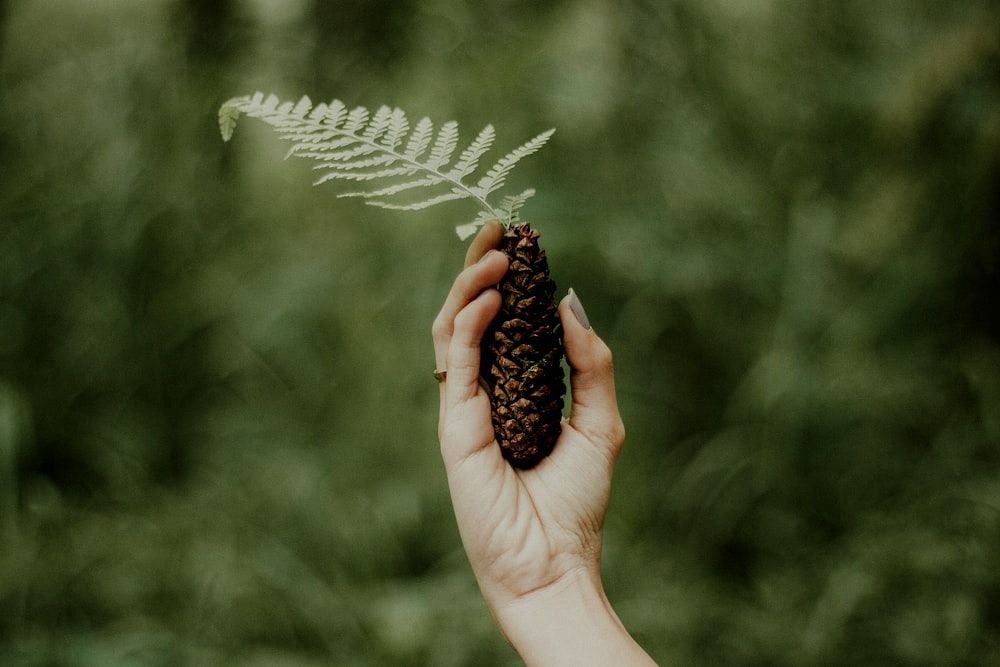 person holding fern