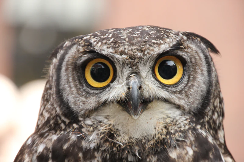 Great Grey Owl (Strix nebulosa) in natural habitat