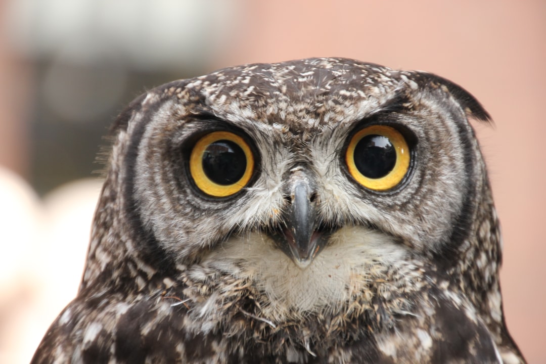 Wildlife photo spot York Bempton