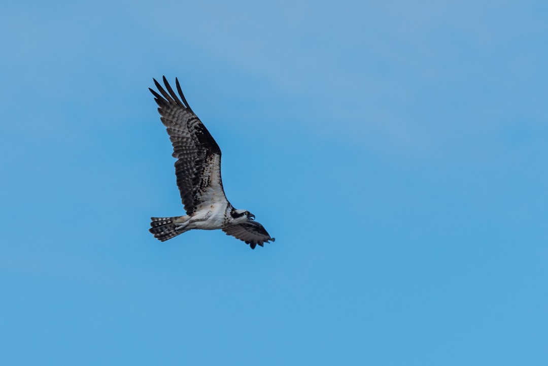 I was waiting for sunset and I knew there was an osprey nest nearby.  I spent about half an hour watching this one fly around waiting for it to go back to its nest.  The sky was a beautiful blue with clouds that evening.