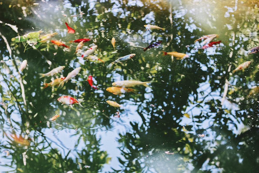 koi fish in pond