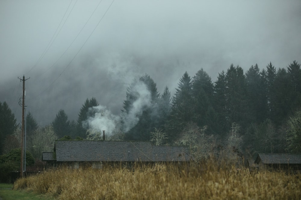 brown grass near building near trees with fogs at daytime