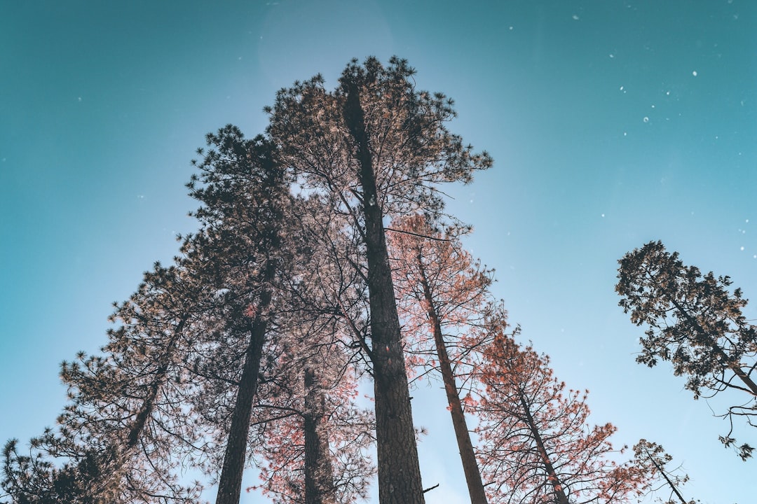 worm's-eye view of tree