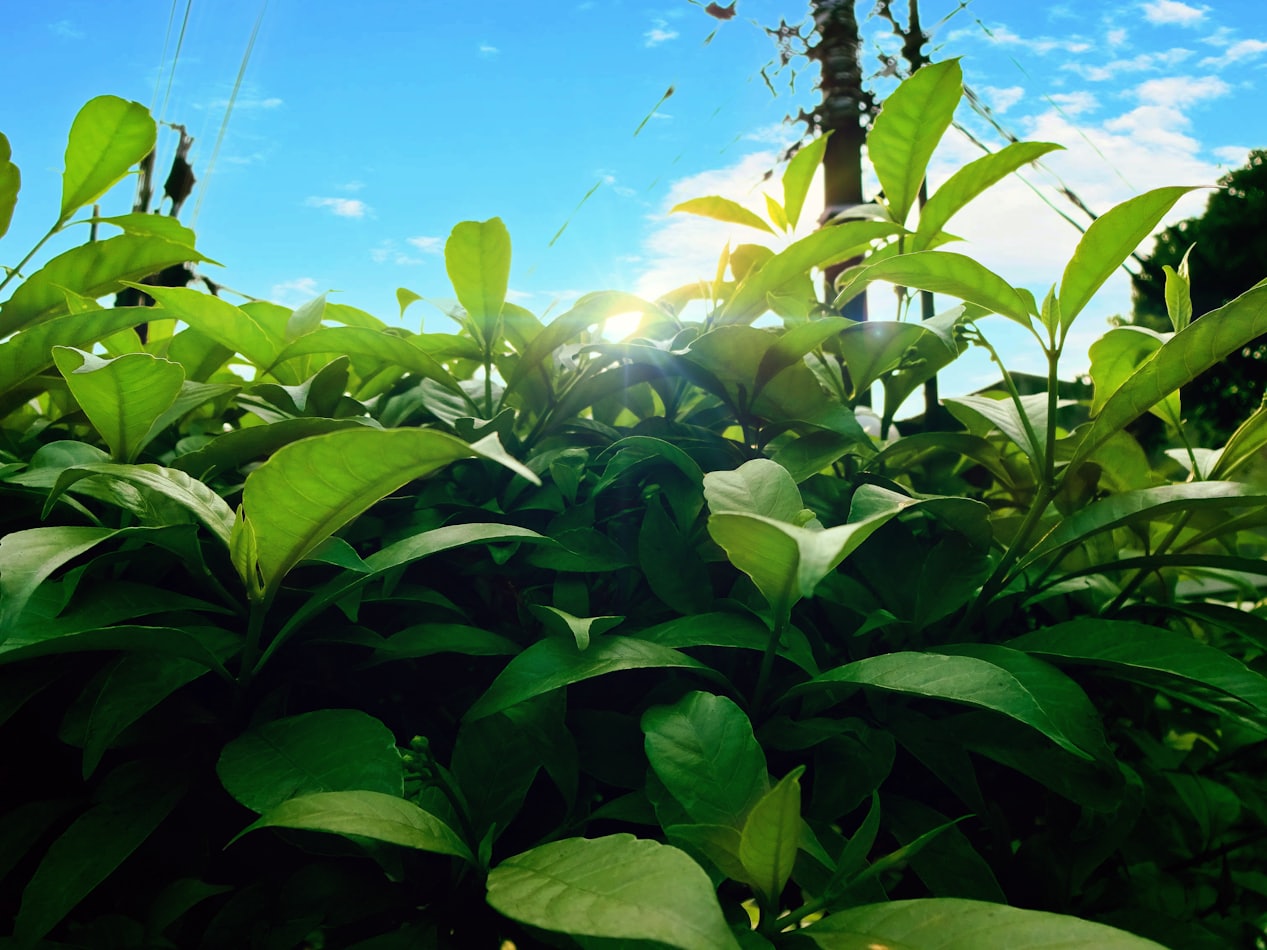 Green plants cheerful in the morning in summer