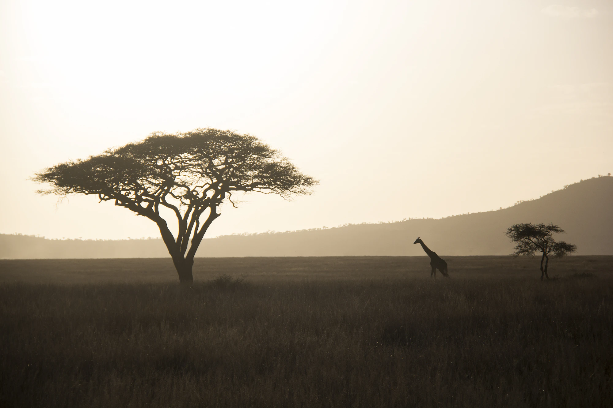 Giraffe walking across golden savannah grassland