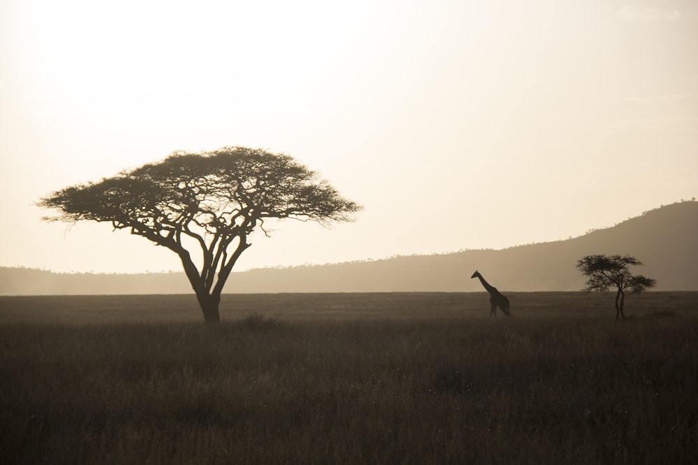 giraffe walking towards green tree
