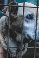 A close-up of a dog with light fur and a striking blue eye, partially obscured by the bars of a cage. The dog appears calm yet slightly somber, with its head partially turned, giving focus to its expressive eye.