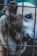 A close-up of a dog with light fur and a striking blue eye, partially obscured by the bars of a cage. The dog appears calm yet slightly somber, with its head partially turned, giving focus to its expressive eye.