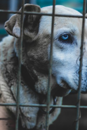 A close-up of a dog with light fur and a striking blue eye, partially obscured by the bars of a cage. The dog appears calm yet slightly somber, with its head partially turned, giving focus to its expressive eye.