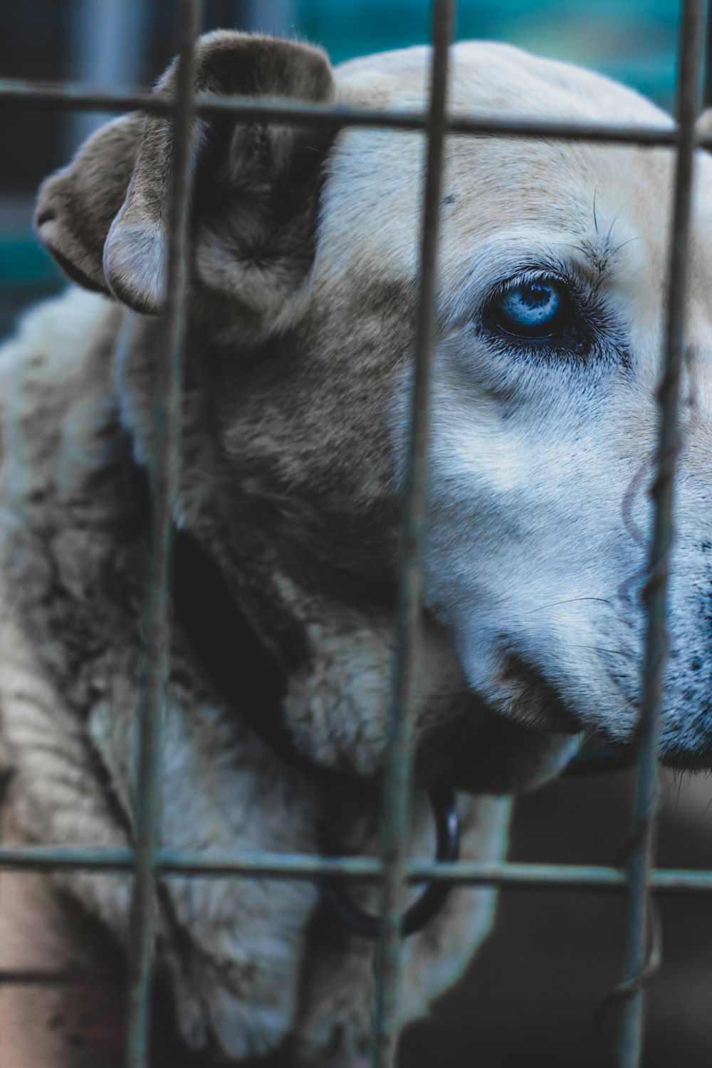 dog in cage