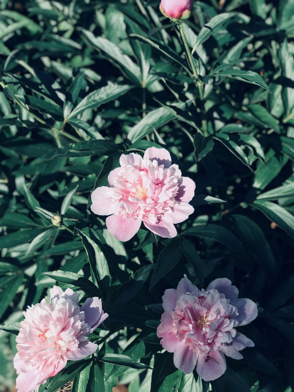 grünblättrige Pflanze mit rosa Blütenblättern