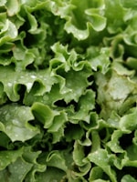 Close-up of crisp lettuce leaves glistening with morning dew.