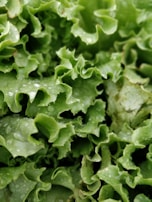 Close-up of crisp green lettuce leaves glistening with morning dew.