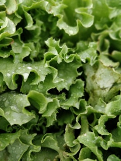 Close-up of crisp green lettuce leaves glistening with morning dew.