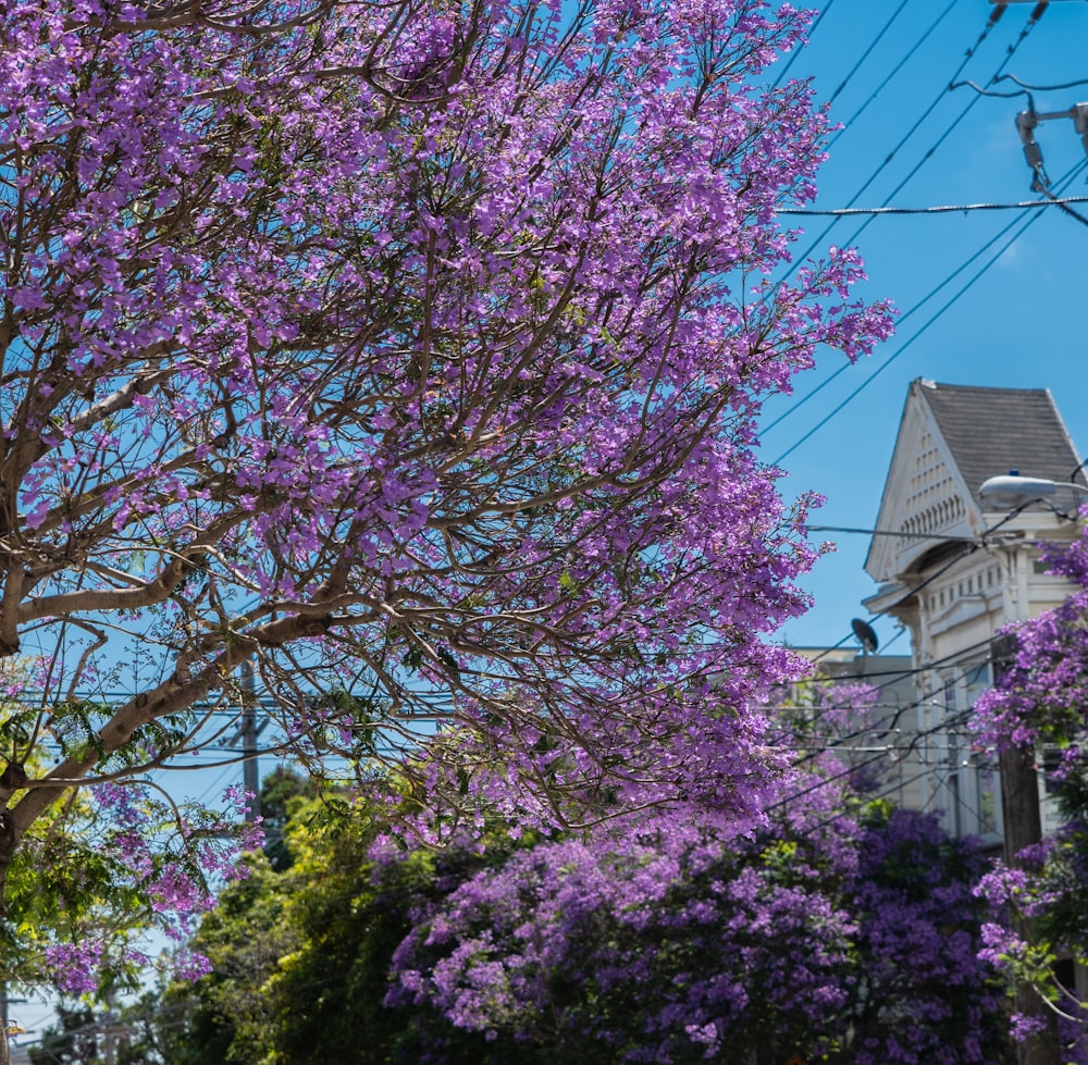 purple leafed tree