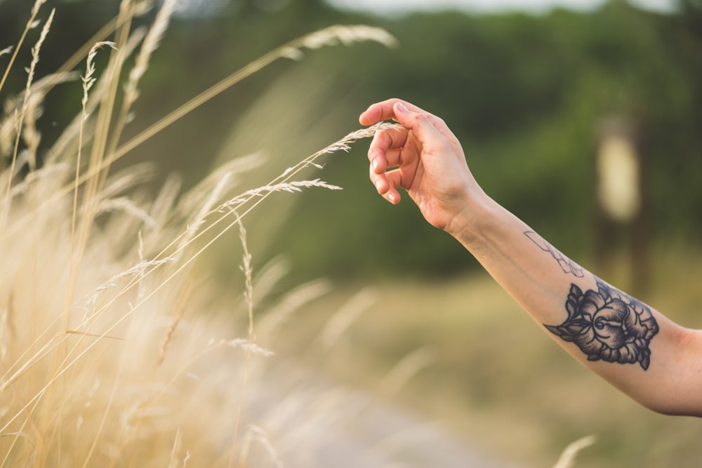 person hand holding a wheat