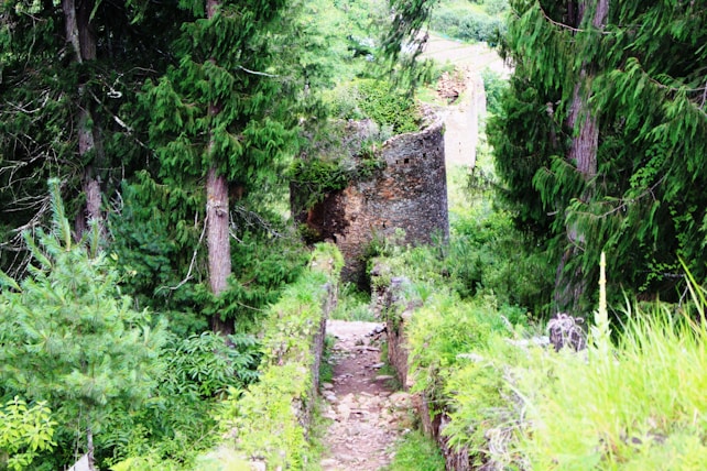 A stone path leads through a dense, green forest with a partially visible stone structure in the background. Tall trees with thick foliage surround the area, creating a sense of seclusion. The stone structure appears ancient and overgrown with vegetation.
