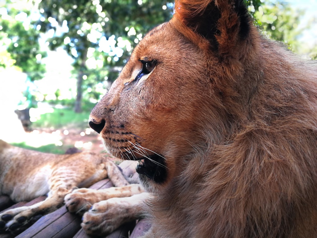 Animal Fact Sheet Collection
