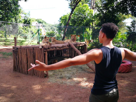 A person with outstretched arms stands facing a structure made of logs, on which several lions are resting. The area is wooded, enclosed by a fence, and appears to be in a park or sanctuary.