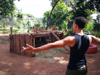 A person with outstretched arms stands facing a structure made of logs, on which several lions are resting. The area is wooded, enclosed by a fence, and appears to be in a park or sanctuary.