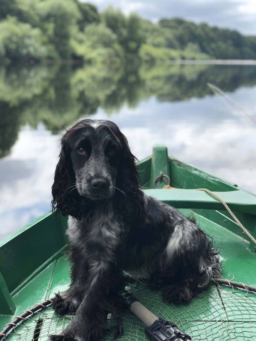cane nero che si siede sulla barca sullo specchio d'acqua